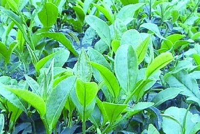 胡献国 苦丁茶,为冬青科植物枸骨,大叶冬青或苦丁茶冬青的嫩叶