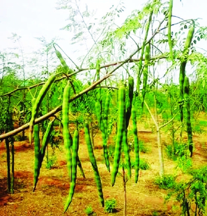 佳树     据记载,尼日利亚人早就有种植辣木的传统,并在历史上用它制